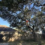 What to Expect From a Professional Tree Service in Manassas: Full Guide to Services, Safety, & Costs