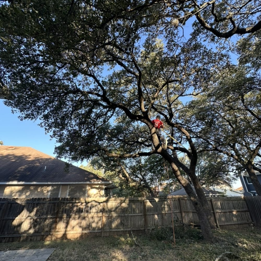 What to Expect From a Professional Tree Service in Manassas: Full Guide to Services, Safety, & Costs